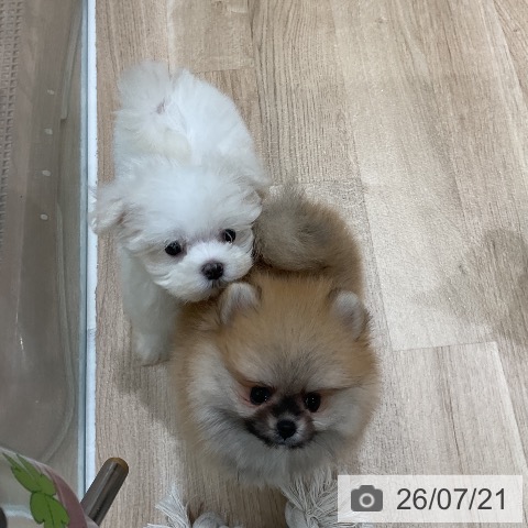 ポメラニアンの写真