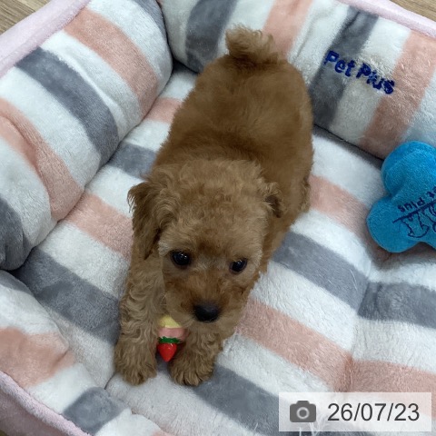 福岡県のトイプードル(トイ) (ペットプラス 春日店/2026年5月20日生まれ/女の子/アプリコット)の子犬の4枚目の画像