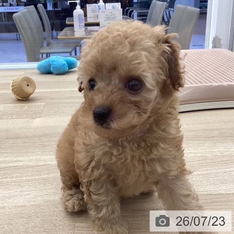 福岡県のトイプードル(トイ) (ペットプラス 春日店/2026年5月20日生まれ/女の子/アプリコット)の子犬の3枚目の画像