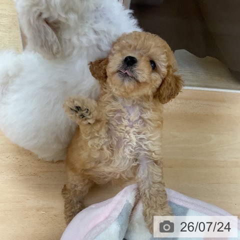 福岡県のトイプードル(トイ) (ペットプラス 福岡店/2026年5月20日生まれ/女の子/アプリコット)の子犬の4枚目の画像