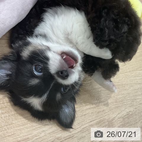 チワワの写真