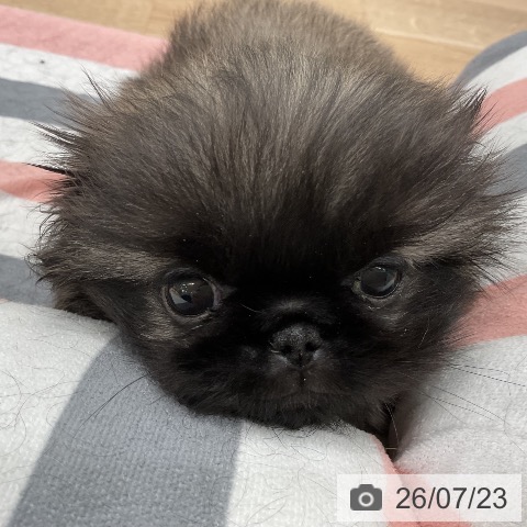 ペキニーズの写真