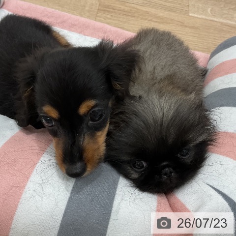 ペキニーズの写真