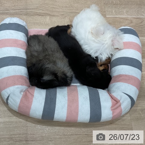 ペキニーズの写真