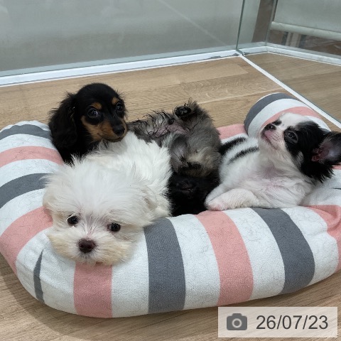 ペキニーズの写真