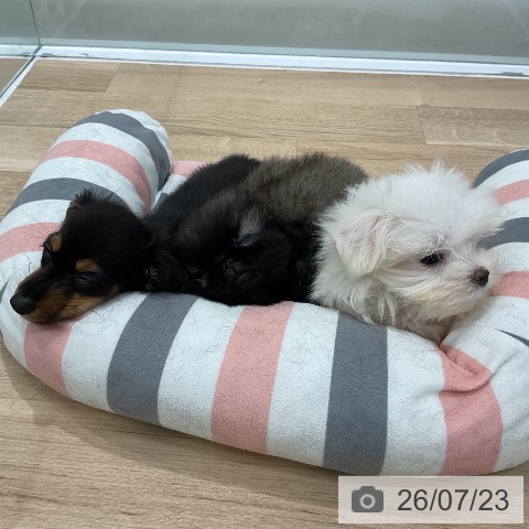ペキニーズの写真