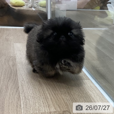 福岡県のペキニーズ (ペットプラス 八幡東店/2026年5月20日生まれ/女の子/フォーン)の子犬の3枚目の画像
