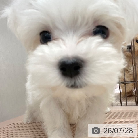 沖縄県のマルチーズ (ペットプラス 南風原店/2026年5月18日生まれ/男の子/ホワイト)の子犬の3枚目の画像