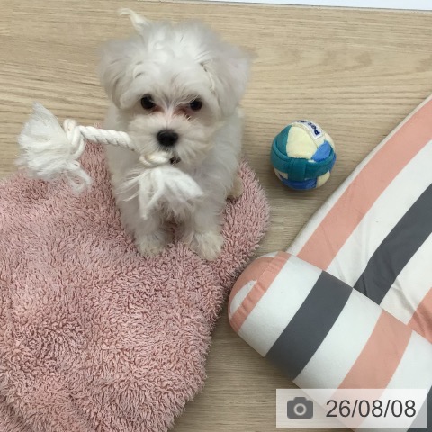 沖縄県のマルチーズ (ペットプラス 南風原店/2026年5月18日生まれ/男の子/ホワイト)の子犬の4枚目の画像