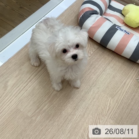 沖縄県のマルチーズ (ペットプラス 南風原店/2026年5月18日生まれ/男の子/ホワイト)の子犬の3枚目の画像