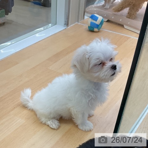 福岡県のマルチーズ (ペットプラス 黒崎店/2026年5月18日生まれ/男の子/ホワイト)の子犬の4枚目の画像