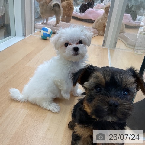 福岡県のマルチーズ (ペットプラス 福岡店/2026年5月18日生まれ/男の子/ホワイト)の子犬の3枚目の画像