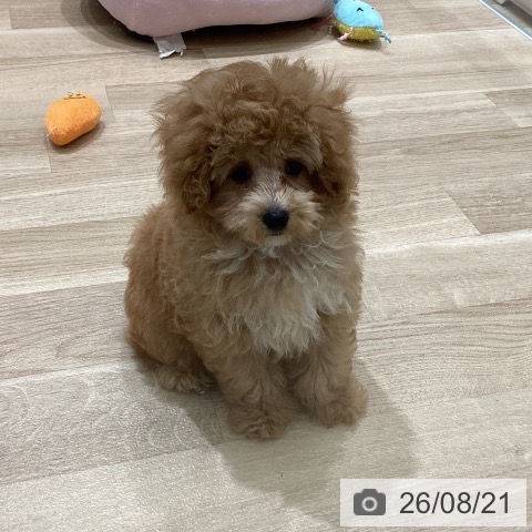 宮城県のトイプードル(トイ) (ペットプラス 名取店/2026年5月18日生まれ/男の子/アプリコット)の子犬の3枚目の画像