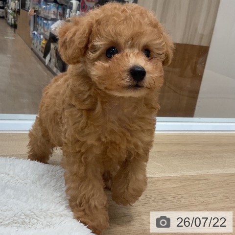福岡県のトイプードル(トイ) (ペットプラス 香椎浜店/2026年5月18日生まれ/女の子/アプリコット)の子犬の3枚目の画像
