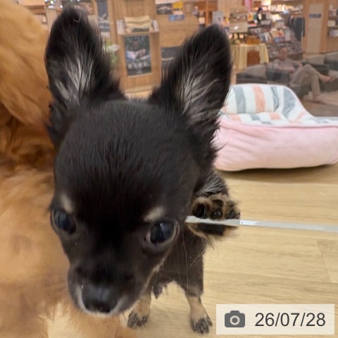 チワワの写真