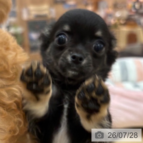 チワワの写真