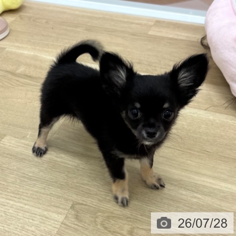 チワワの写真