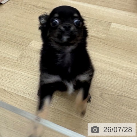 チワワの写真