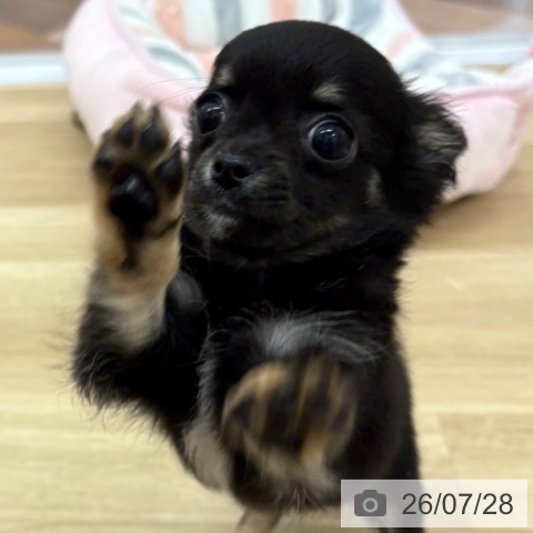 チワワの写真