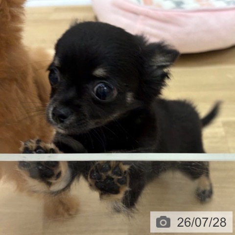 チワワの写真