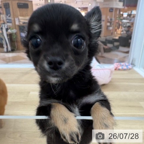 チワワの写真