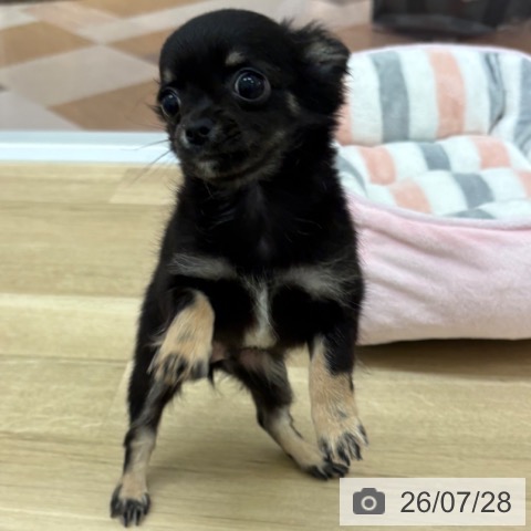 チワワの写真