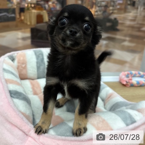 チワワの写真