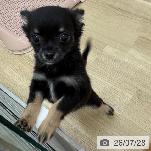 チワワの写真