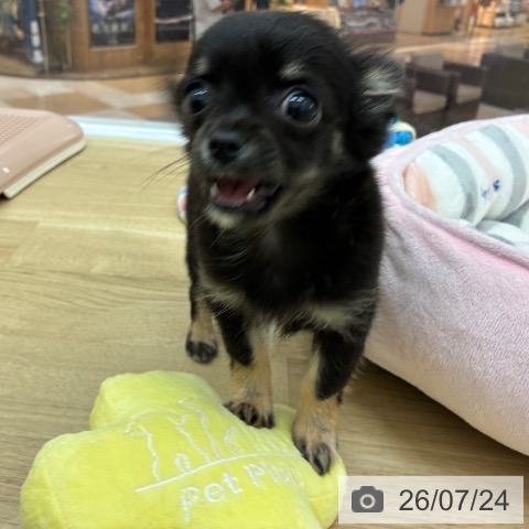 チワワの写真