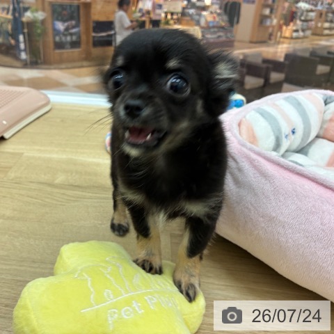 チワワの写真
