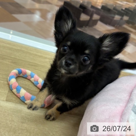 宮崎県のチワワ(ロング) (ペットプラス 宮崎店/2026年5月15日生まれ/男の子/ブラックタンホワイト)の子犬の4枚目の画像