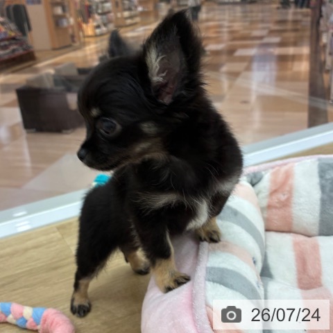 宮崎県のチワワ(ロング) (ペットプラス 宮崎店/2026年5月15日生まれ/男の子/ブラックタンホワイト)の子犬の3枚目の画像