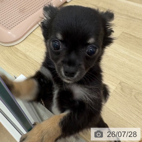 チワワの写真