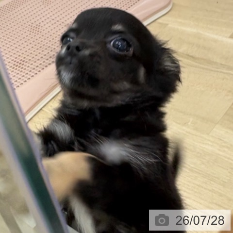 チワワの写真
