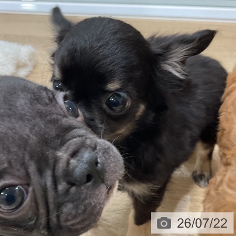 チワワの写真