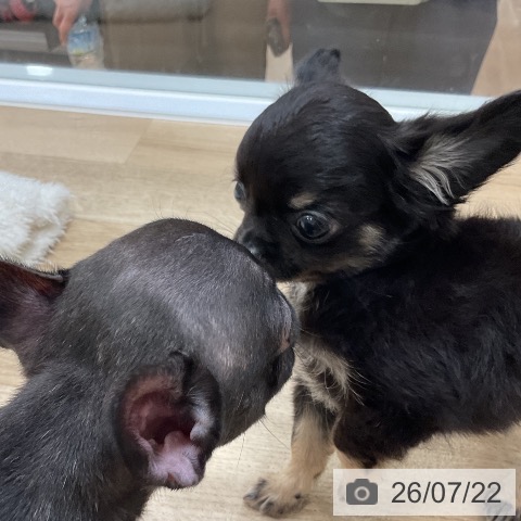 チワワの写真