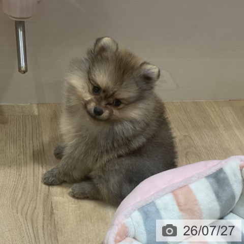 福岡県のポメラニアン (ペットプラス 小倉南店/2026年5月21日生まれ/男の子/ウルフセーブル)の子犬の4枚目の画像