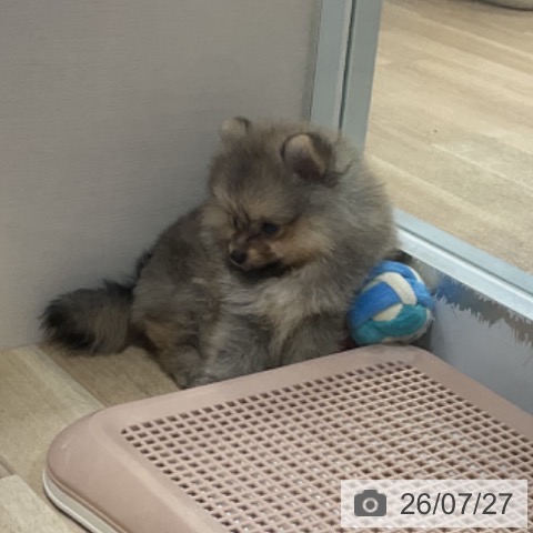 福岡県のポメラニアン (ペットプラス 小倉南店/2026年5月21日生まれ/男の子/ウルフセーブル)の子犬の3枚目の画像