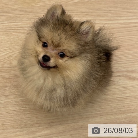 ポメラニアンの写真