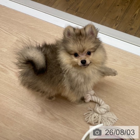 ポメラニアンの写真