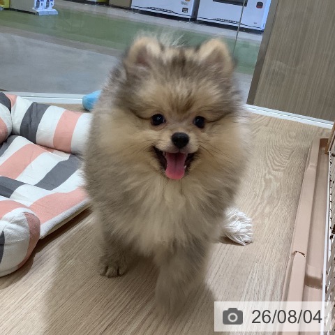 ポメラニアンの写真