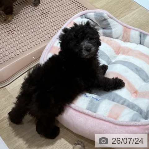 福岡県のトイプードル(トイ) (ペットプラス 小倉南店/2026年5月21日生まれ/男の子/シルバー)の子犬の4枚目の画像