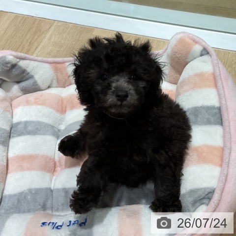 福岡県のトイプードル(トイ) (ペットプラス 小倉南店/2026年5月21日生まれ/男の子/シルバー)の子犬の3枚目の画像