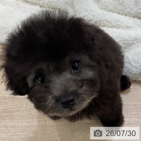 福岡県のトイプードル(トイ) (ペットプラス 香椎浜店/2026年5月21日生まれ/男の子/シルバー)の子犬の4枚目の画像