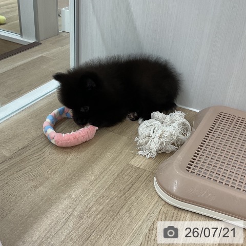 ポメラニアンの写真
