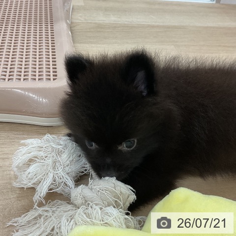 ポメラニアンの写真