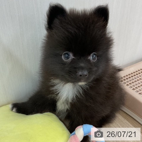 ポメラニアンの写真