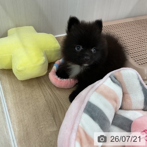 ポメラニアンの写真