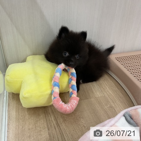 ポメラニアンの写真