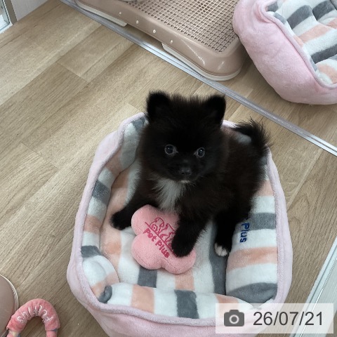 ポメラニアンの写真